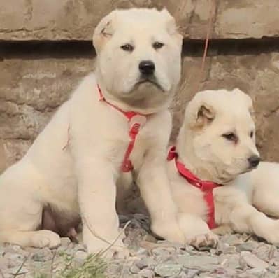 King Alabai dog / alabai puppies / security dog for sale