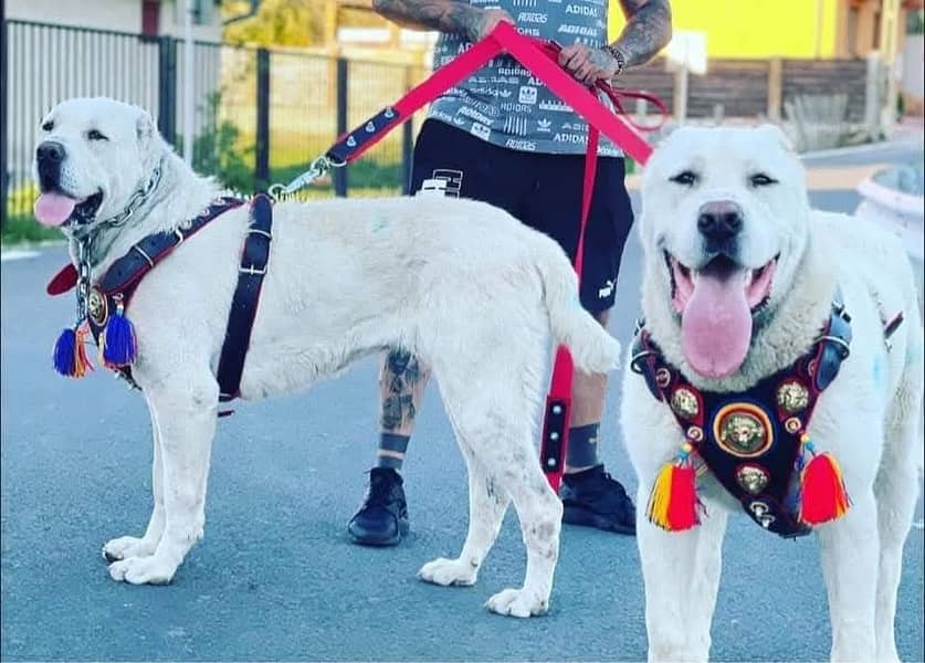 King Alabai dog / alabai puppies / security dog for sale - Dogs ...