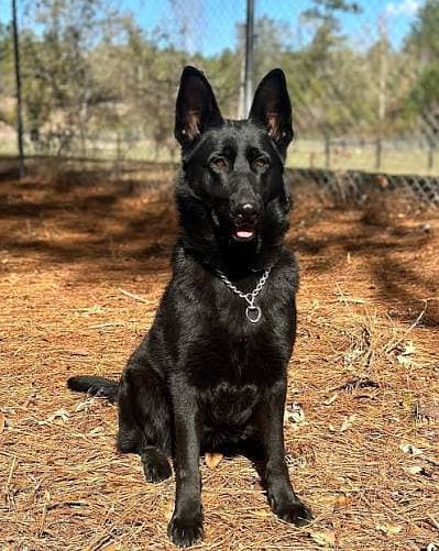 German shepherd female black