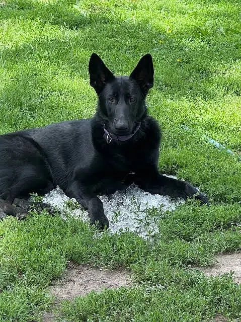 German shepherd female black — photo 2