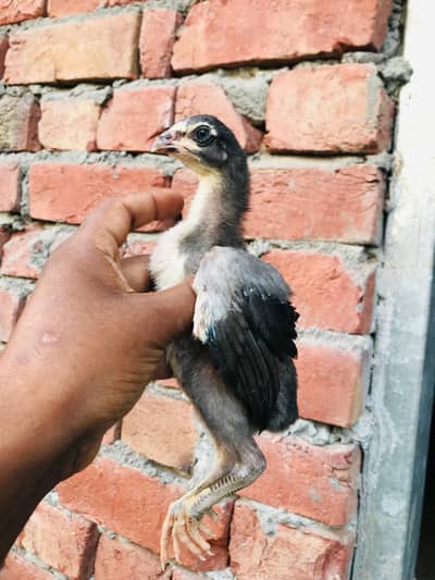 mianwali and burmi parmoz breed. . 03074327731