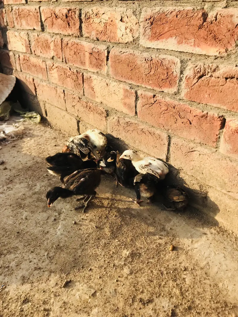 mianwali and burmi parmoz breed. . 03074327731 — photo 3