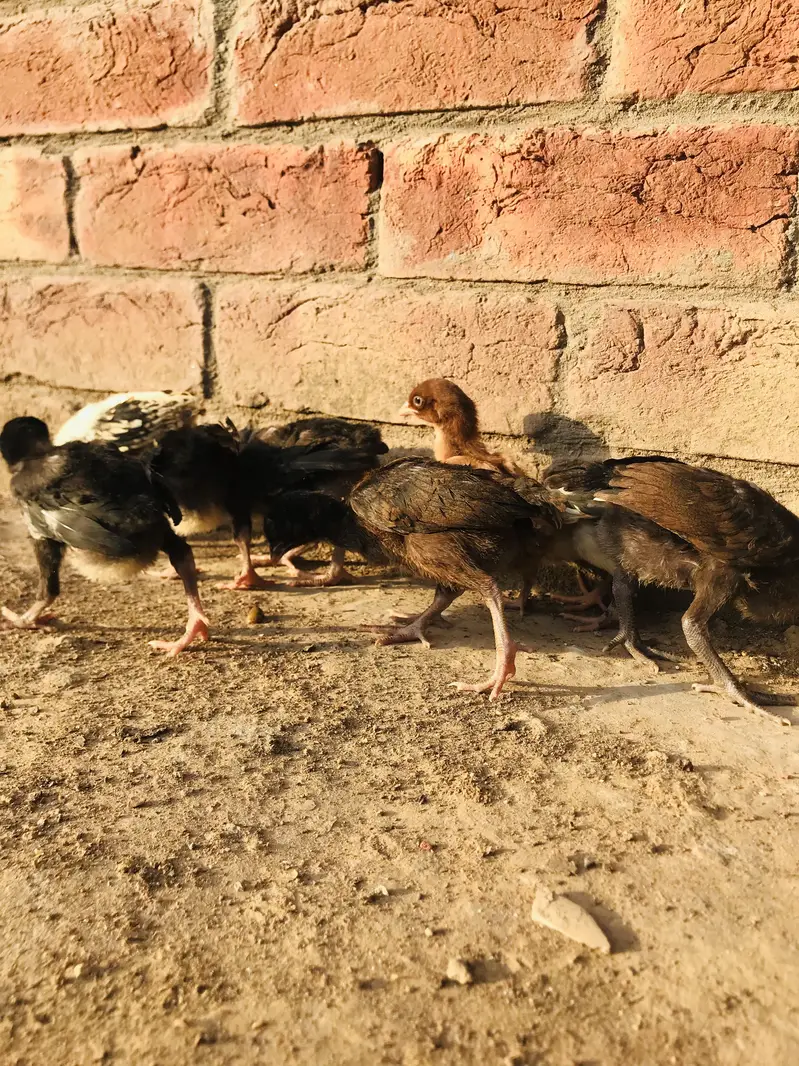 mianwali and burmi parmoz breed. . 03074327731 — photo 4
