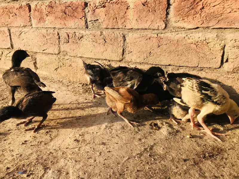 mianwali and burmi parmoz breed. . 03074327731 — photo 5