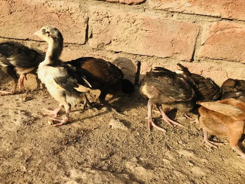 mianwali and burmi parmoz breed. . 03074327731 — photo 6
