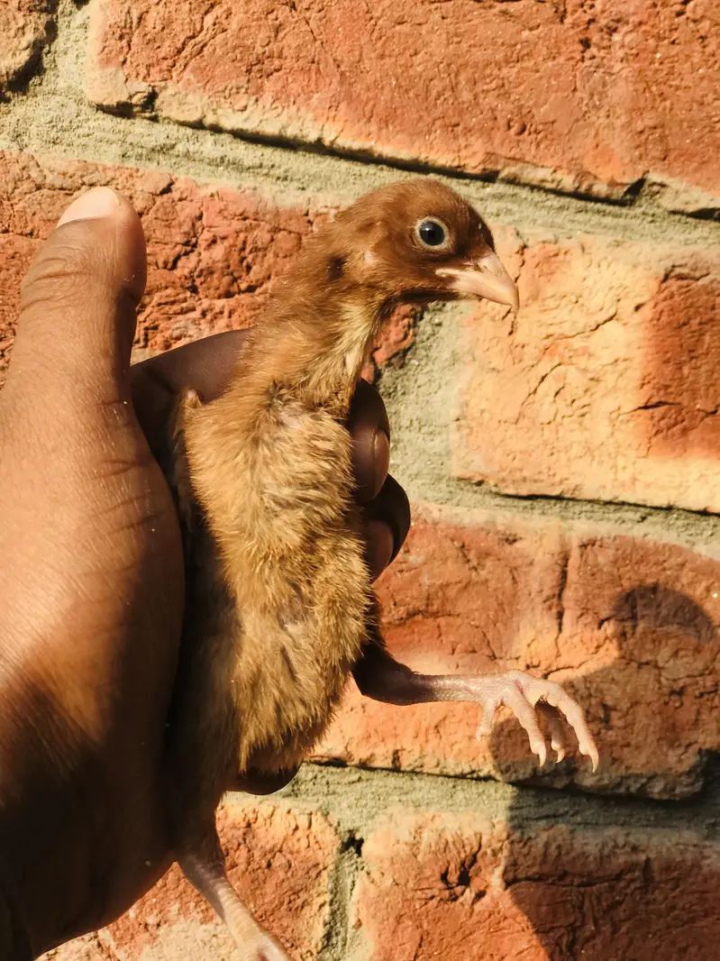 mianwali and burmi parmoz breed. . 03074327731 — photo 7
