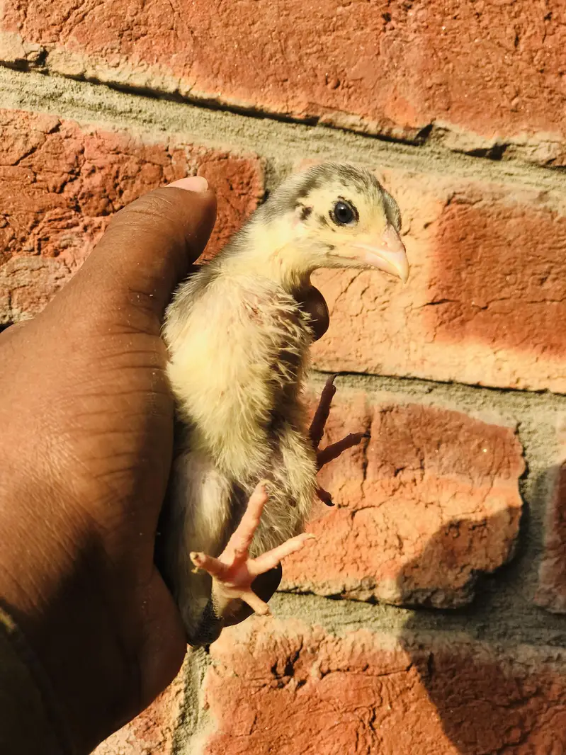 mianwali and burmi parmoz breed. . 03074327731 — photo 8