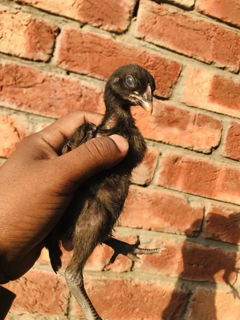 mianwali and burmi parmoz breed. . 03074327731 — photo 10