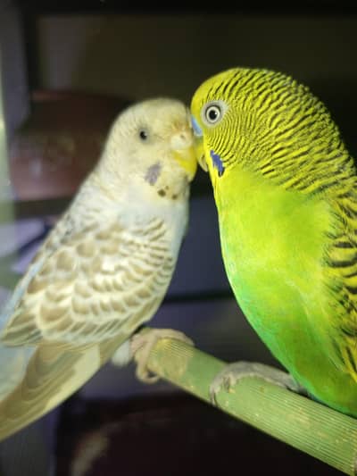 cocktail and budgie pairs