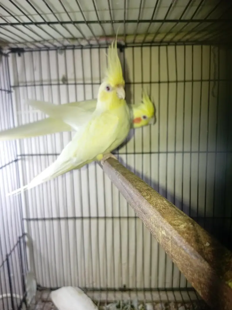 cocktail and budgie pairs — photo 2