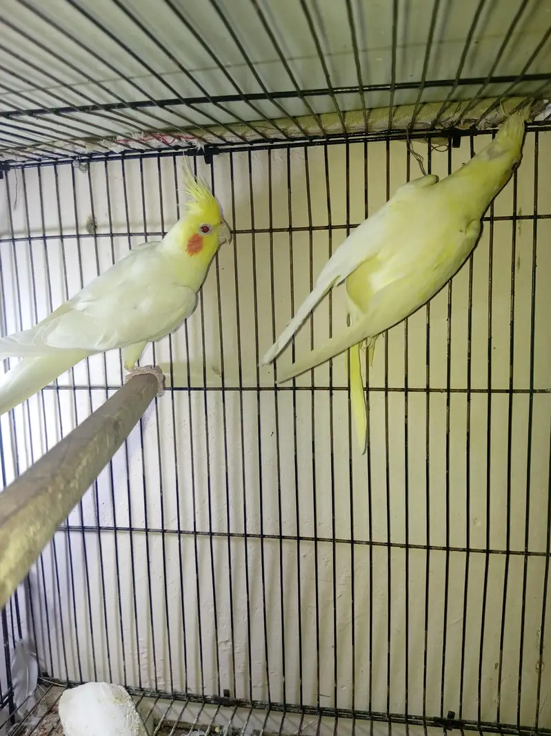 cocktail and budgie pairs — photo 3