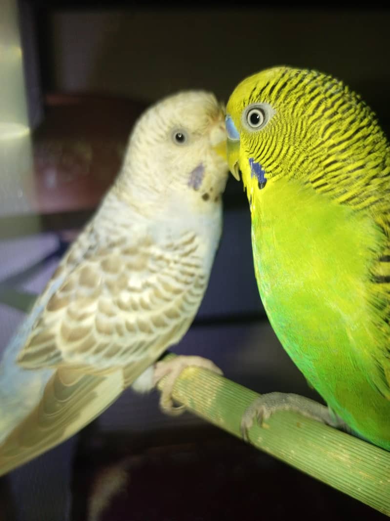 Budgies Pair 1