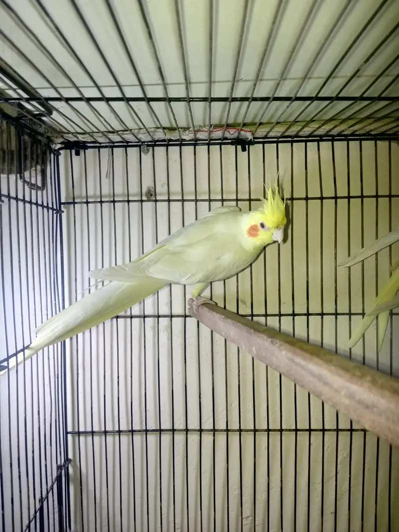 cocktail and budgie pairs — photo 5