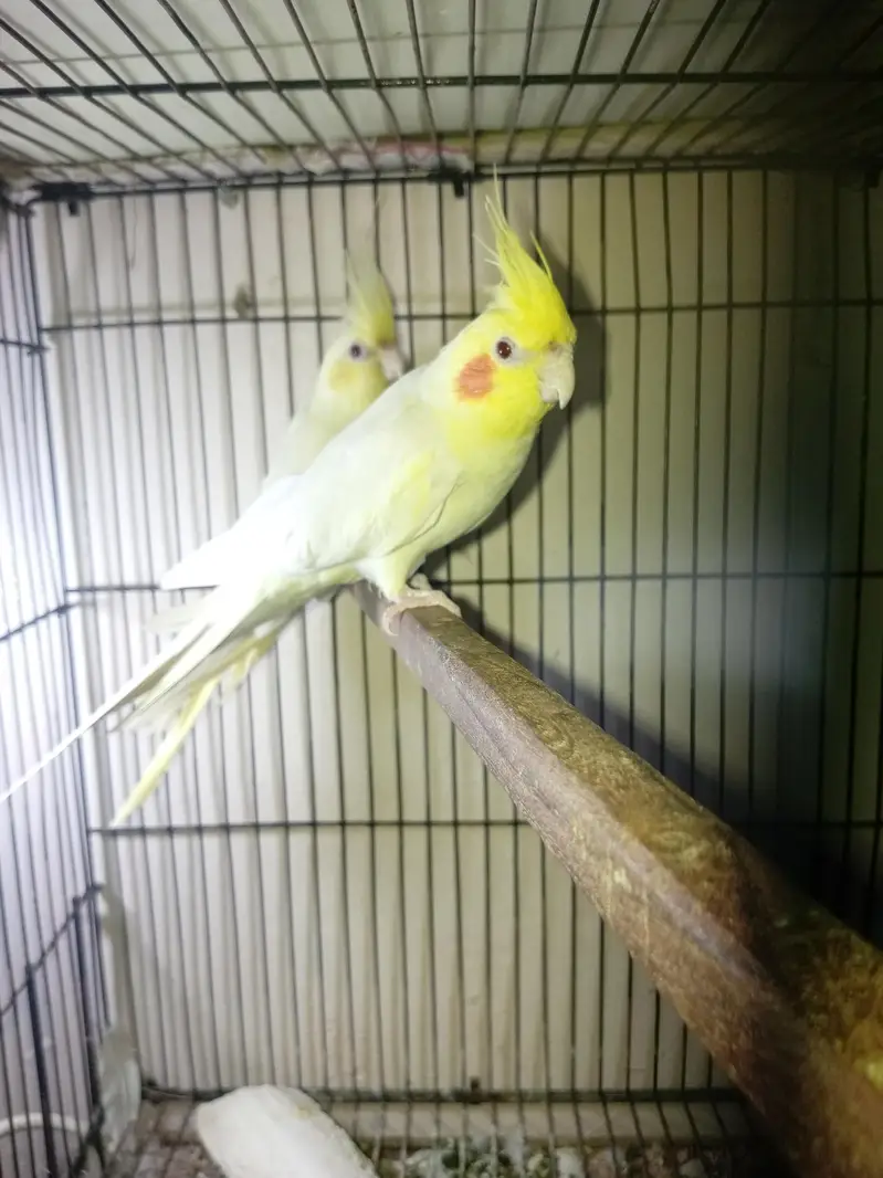 cocktail and budgie pairs — photo 6