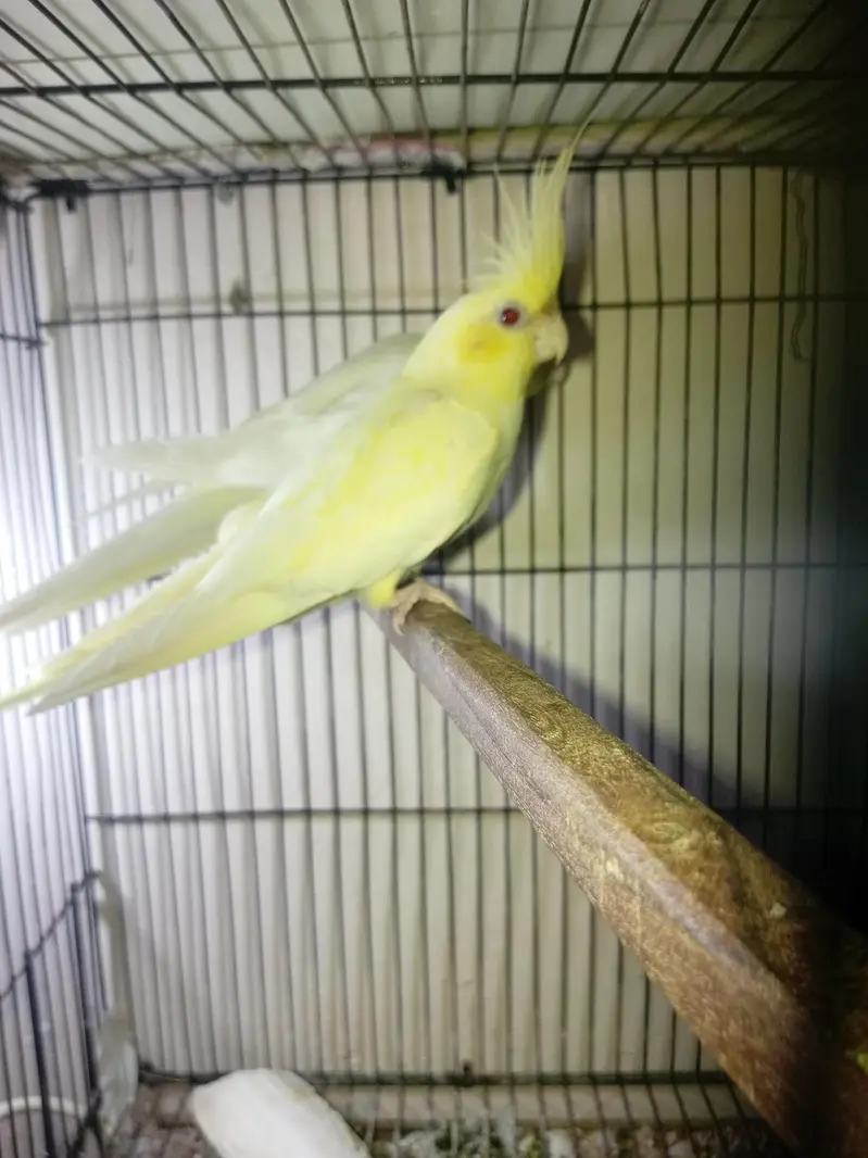 cocktail and budgie pairs — photo 7