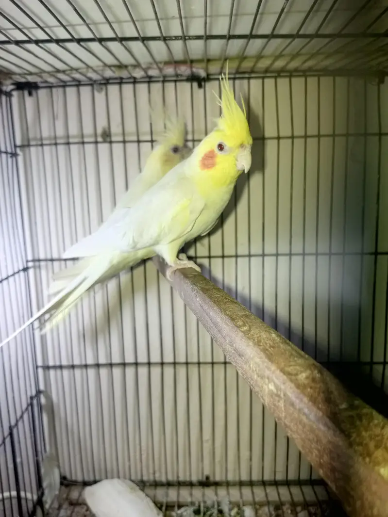 cocktail and budgie pairs — photo 8
