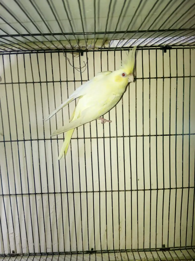 cocktail and budgie pairs — photo 9