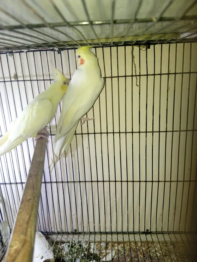 cocktail and budgie pairs — photo 10