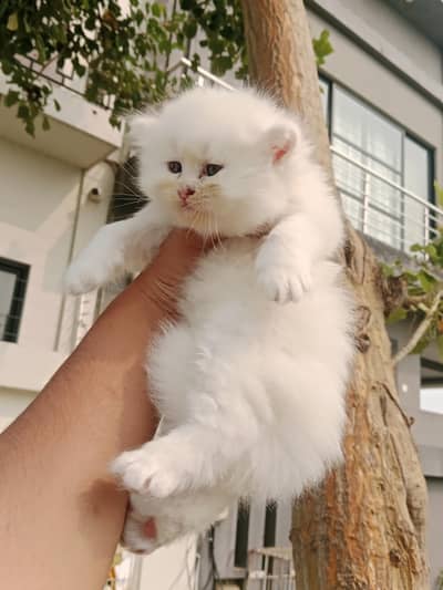 Lovely Kitten Available in Lahore