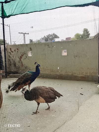 Pair of Indian Green Peacocks for Sale