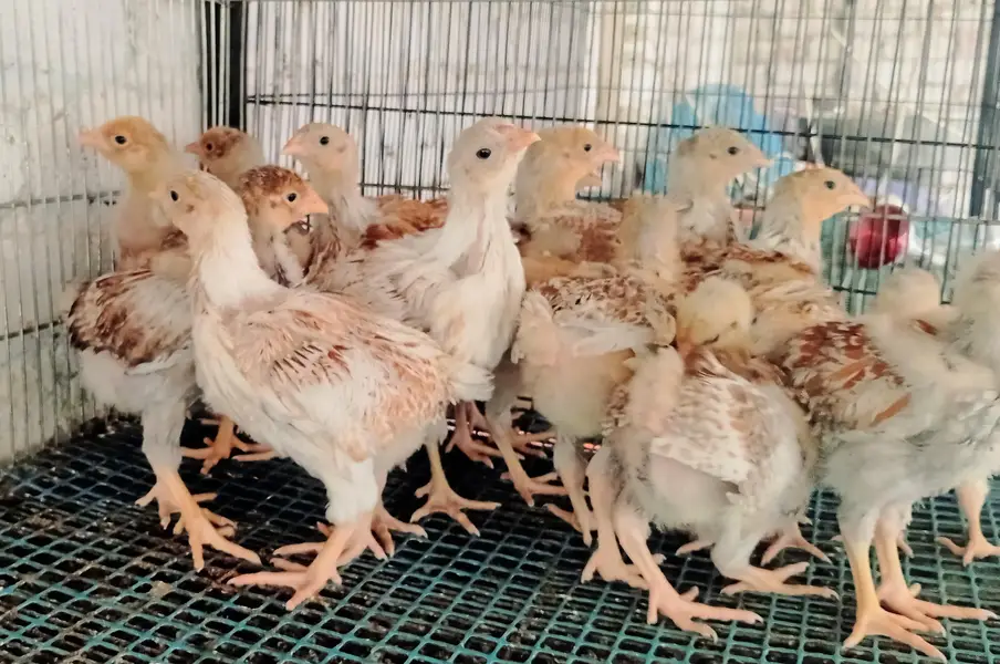 wyndotte splash & white shamo chicks — photo 2