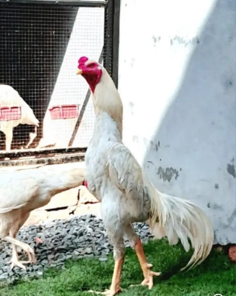 wyndotte splash & white shamo chicks — photo 3