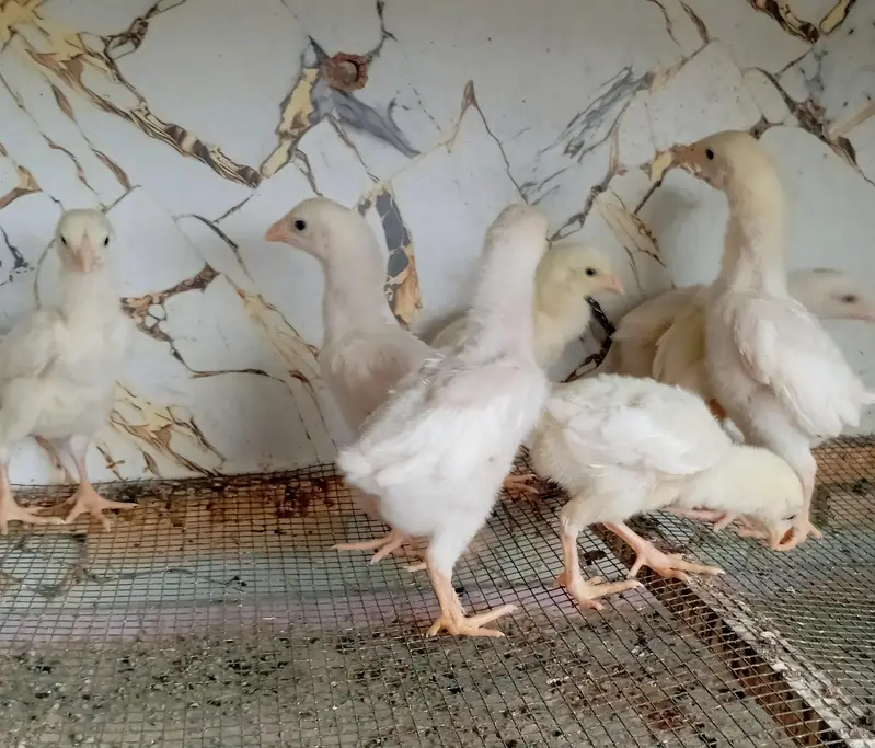 wyndotte splash & white shamo chicks — photo 4