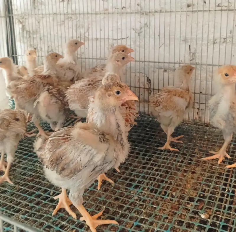 wyndotte splash & white shamo chicks — photo 5