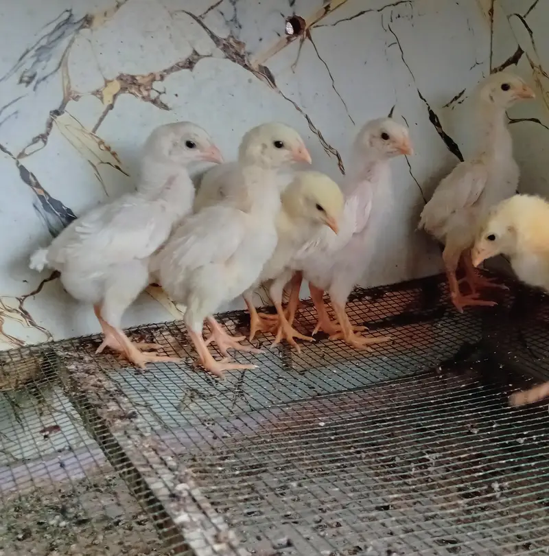 wyndotte splash & white shamo chicks — photo 6