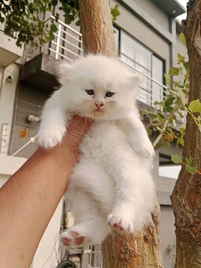 Persian Kitten Available
