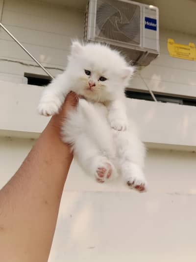 Cute Kitten for Sale in Lahore