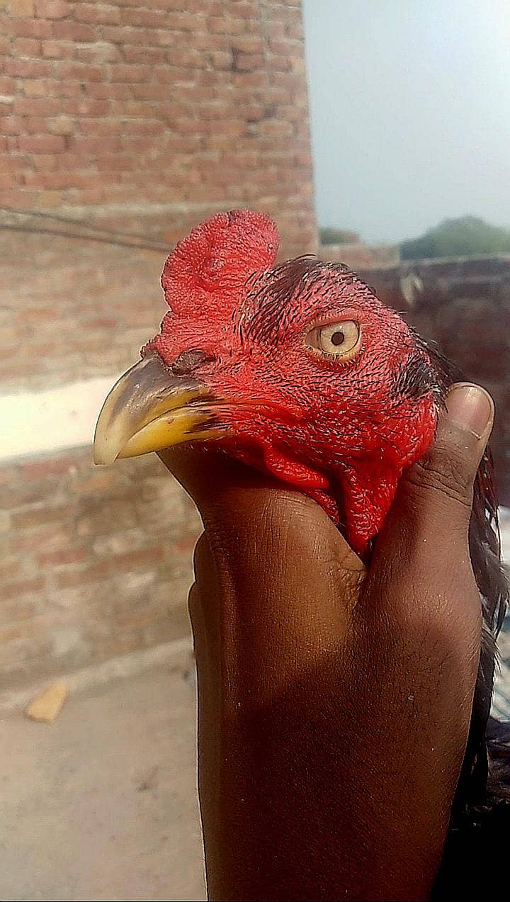 waleti Cross patha 0