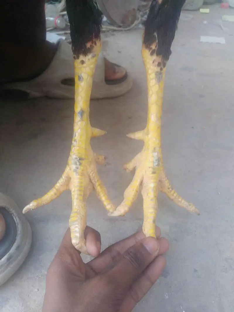 waleti Cross patha — photo 2