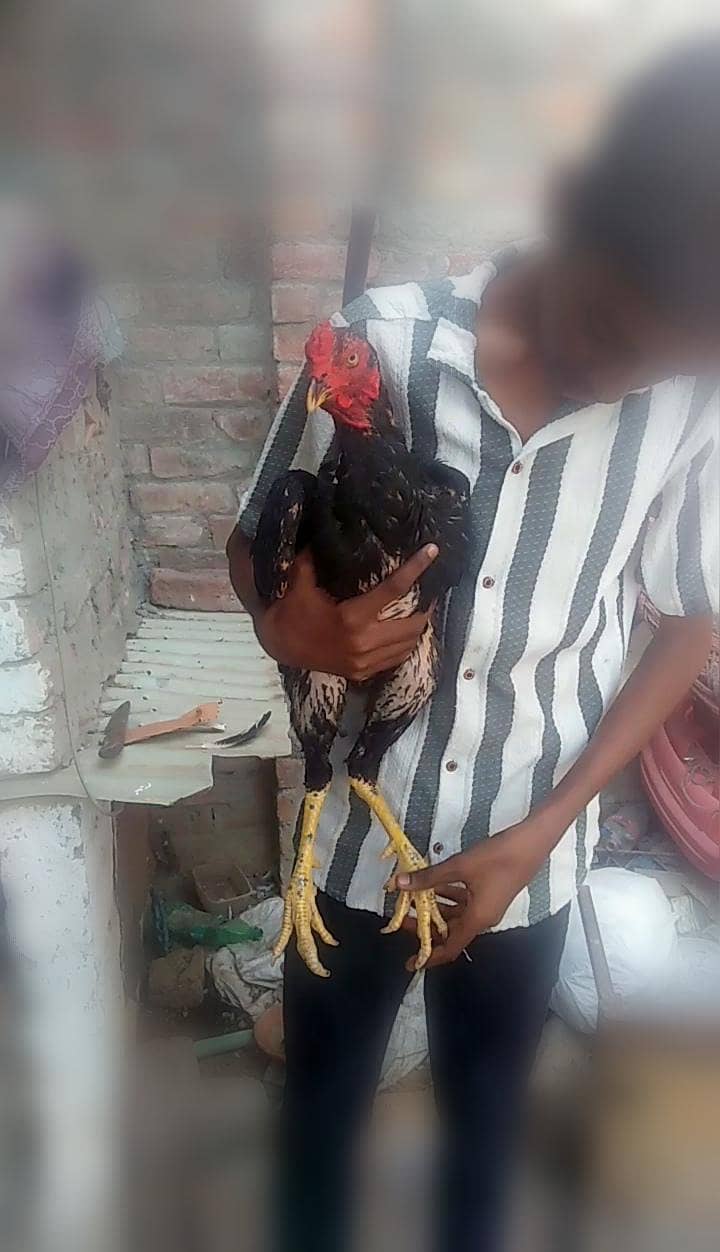 waleti Cross patha 2