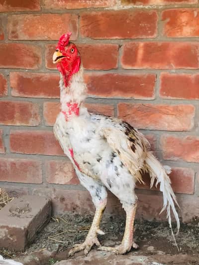 high quality mianwali male old bloodline,03074327731,