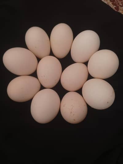 Fertile Desi Misri eggs