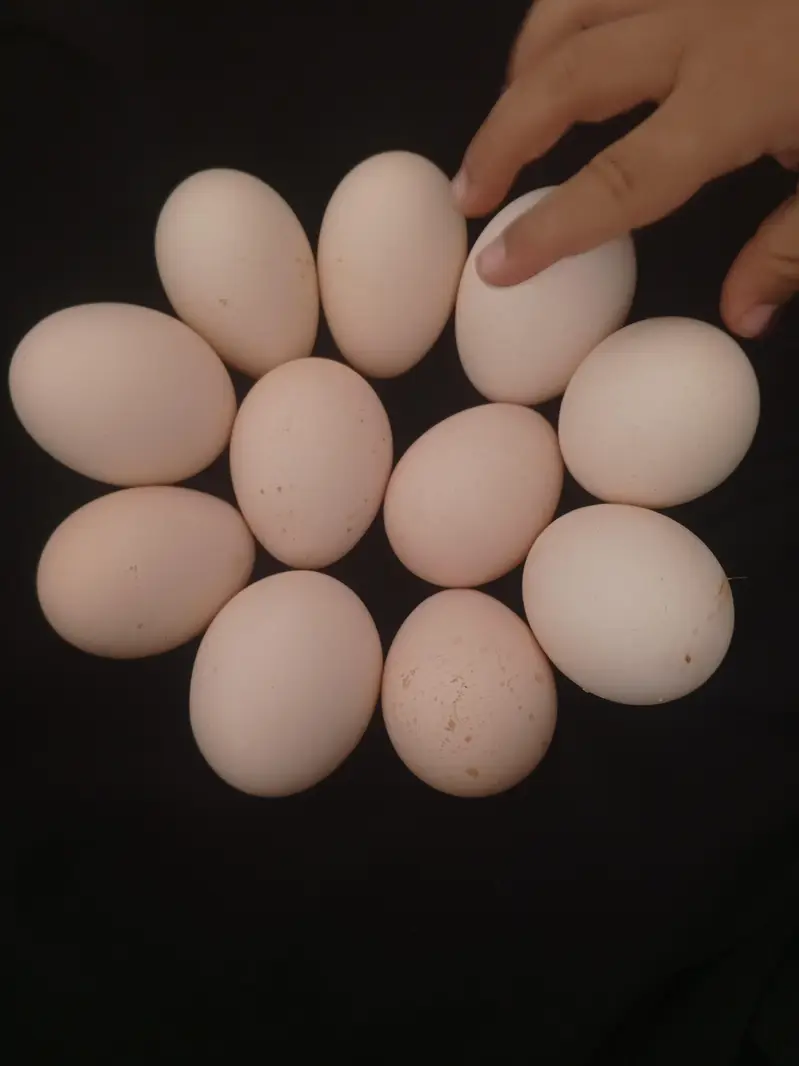 Fertile Desi Misri eggs — photo 2