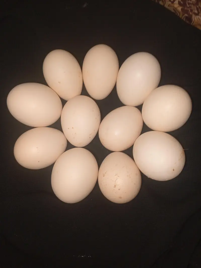 Fertile Desi Misri eggs — photo 3