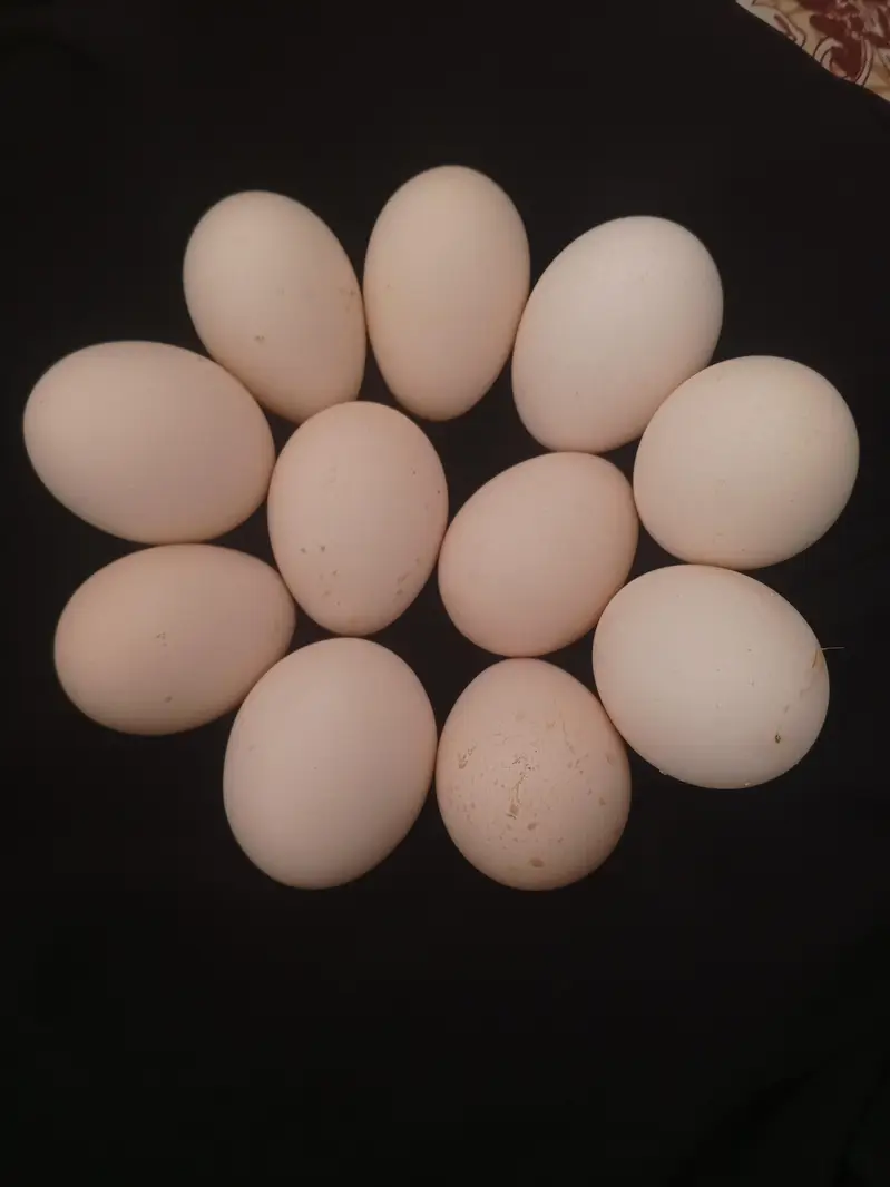 Fertile Desi Misri eggs — photo 4