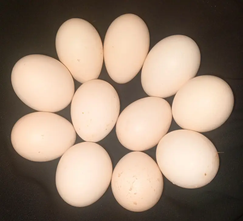 Fertile Desi Misri eggs — photo 5