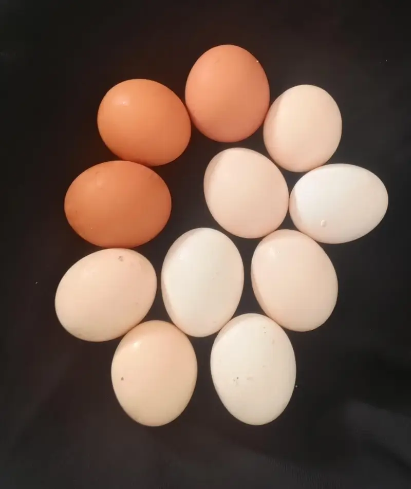 Fertile Desi Misri eggs — photo 6