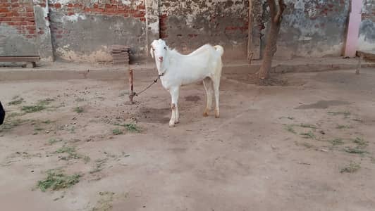 Choty kano wla bakra