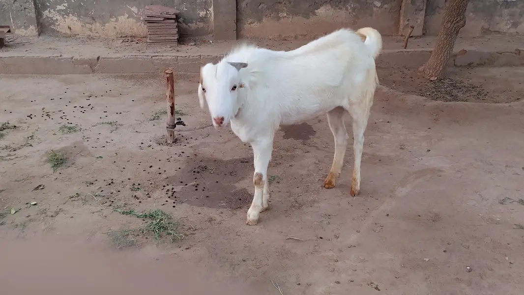 Choty kano wla bakra — photo 2