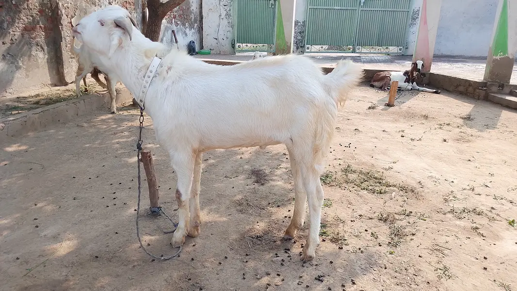 Choty kano wla bakra — photo 3