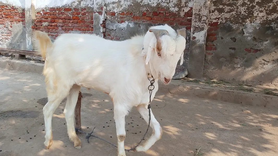 Choty kano wla bakra — photo 4