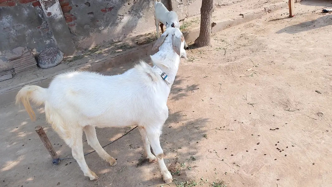 Choty kano wla bakra — photo 5