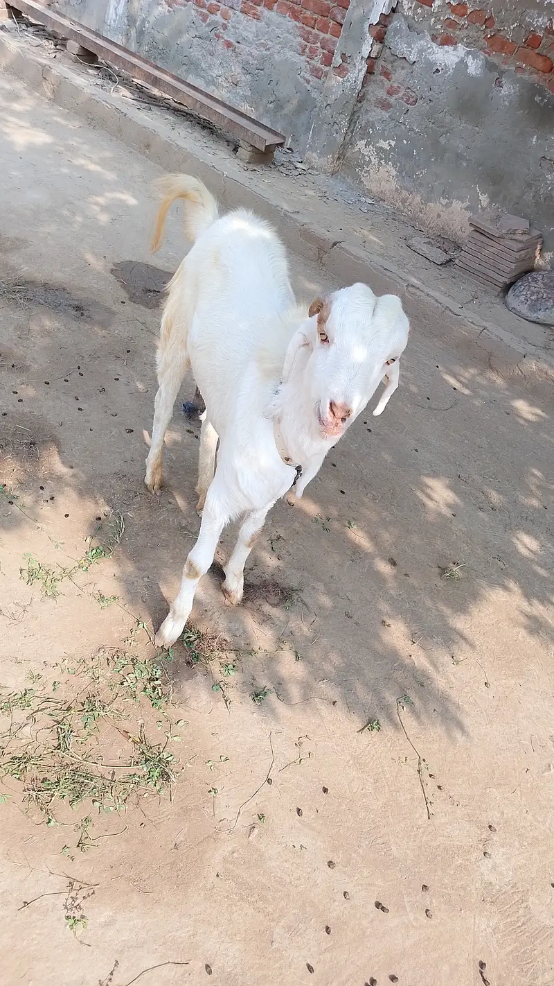 Choty kano wla bakra — photo 6