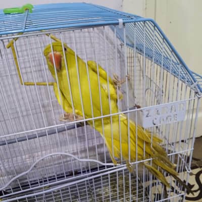 Parrot Yellow Ringnet Female
