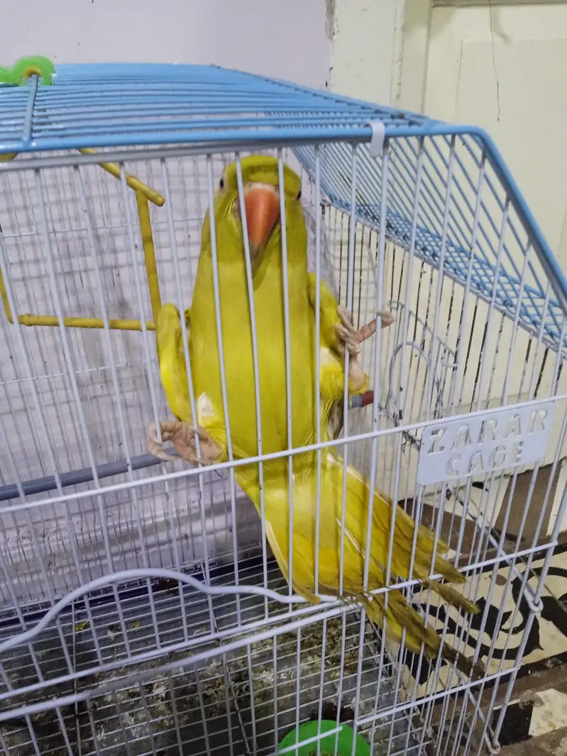 Parrot Yellow Ringnet Female — photo 2