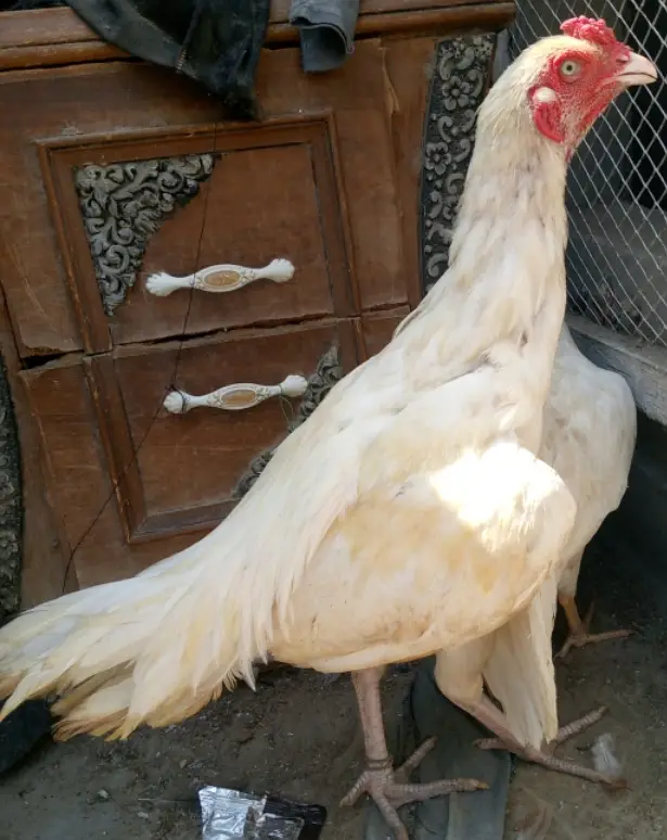 Aseel heera Patha — photo 2